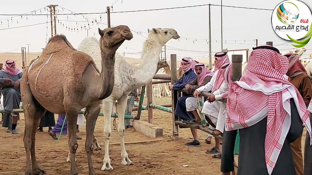 عنيزه/حراج الإبل الكبير عصرا الجمعه ٢٠/٥/١٤٤٣