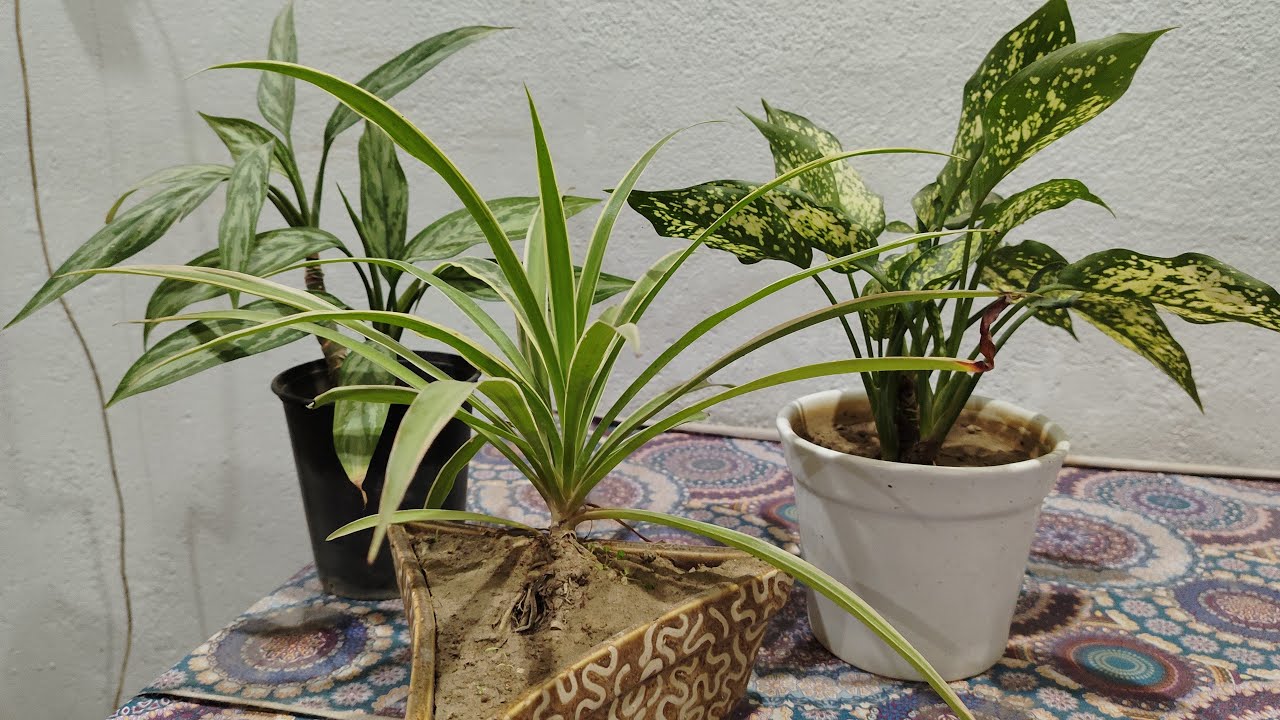 live #Livestream#kuldeepbonsai I am  terrace garden flowering plant and bonsai plant #liv