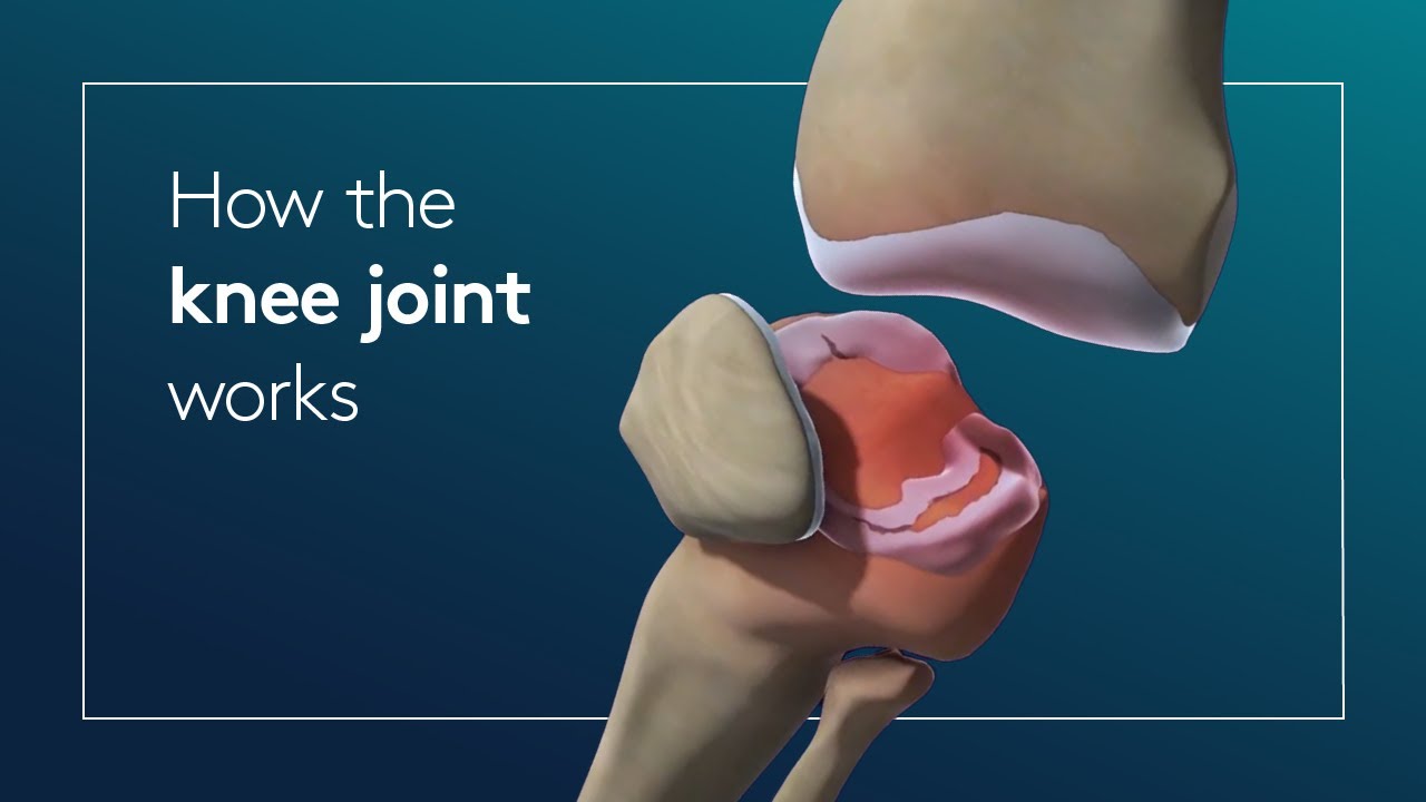 Wellington Knee Unit : How the knee joint works