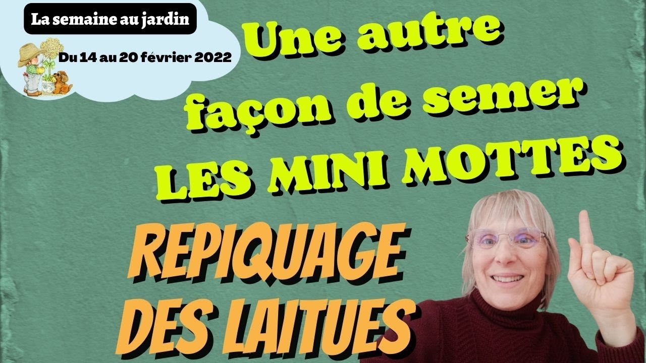 Repiquage des laitues en godets individuels et semis en mini-mottes