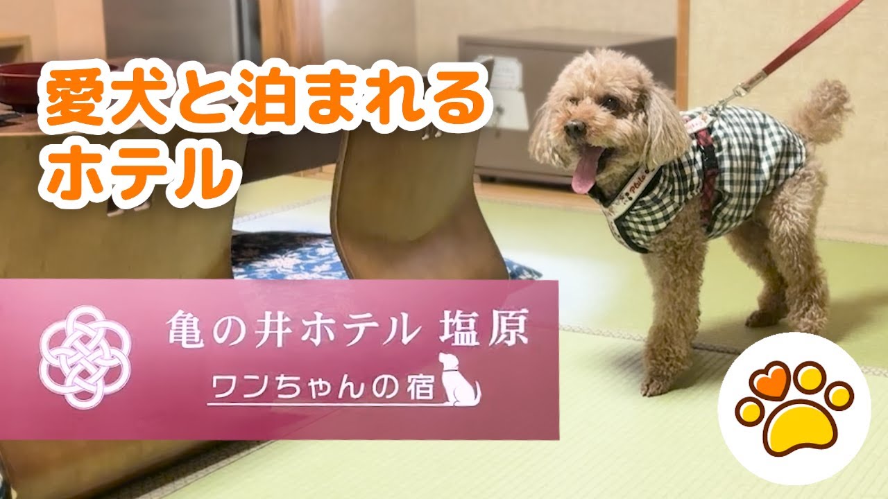 亀の井ホテル初！ワンちゃんと楽しめるホテルに行ってみた！【亀の井ホテル 塩原 ワンちゃんの宿】