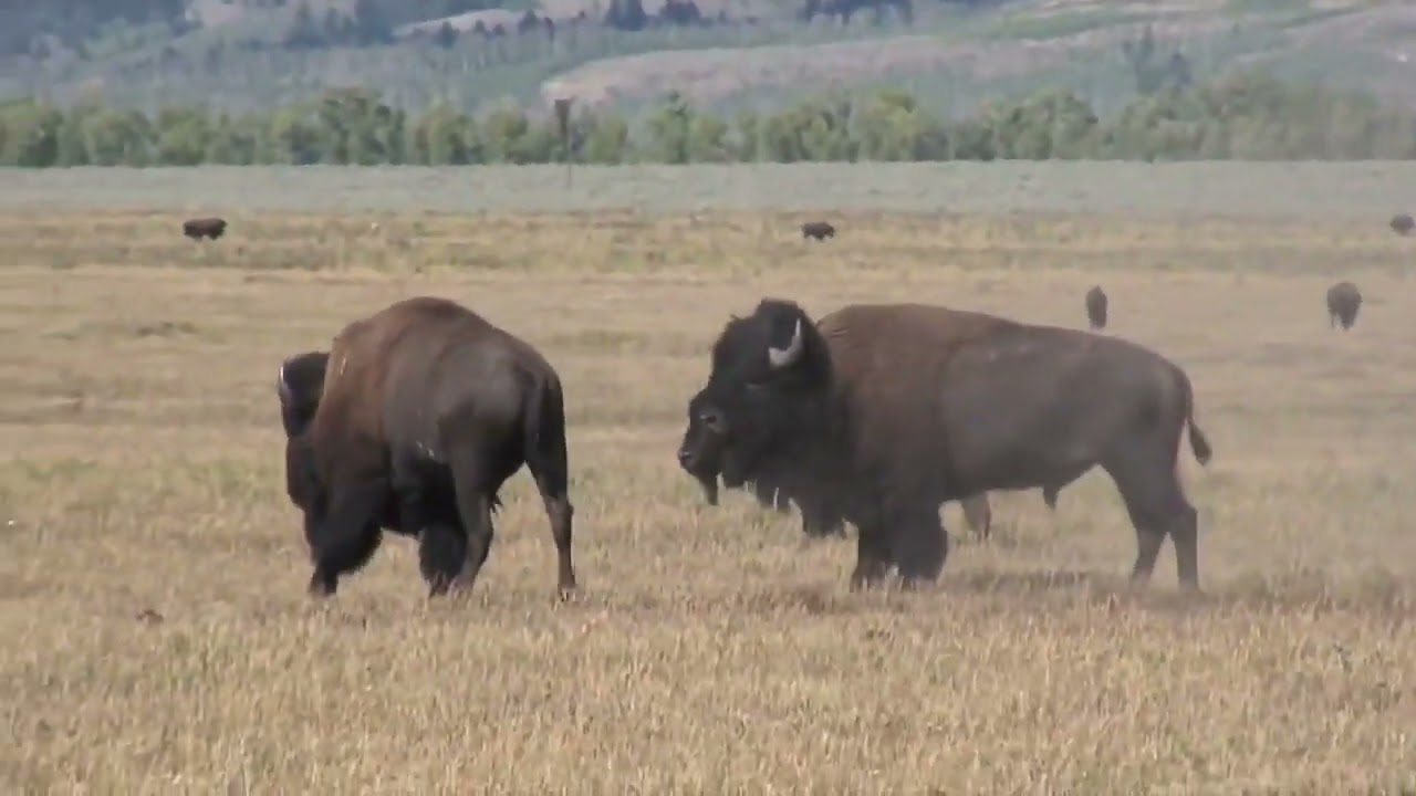 Young Male Buffalo Bulls in Practice