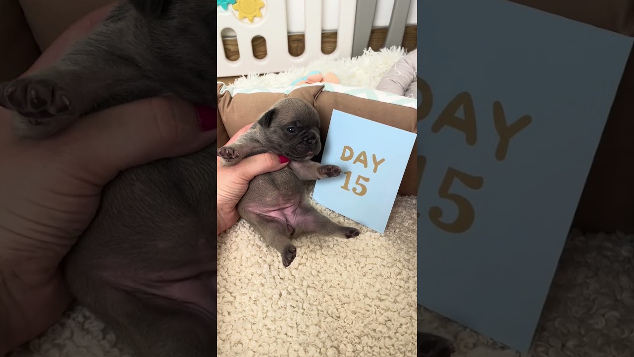 1 - 30  days growth stages. Progress every 3 days. 🐾 #puppy #growth