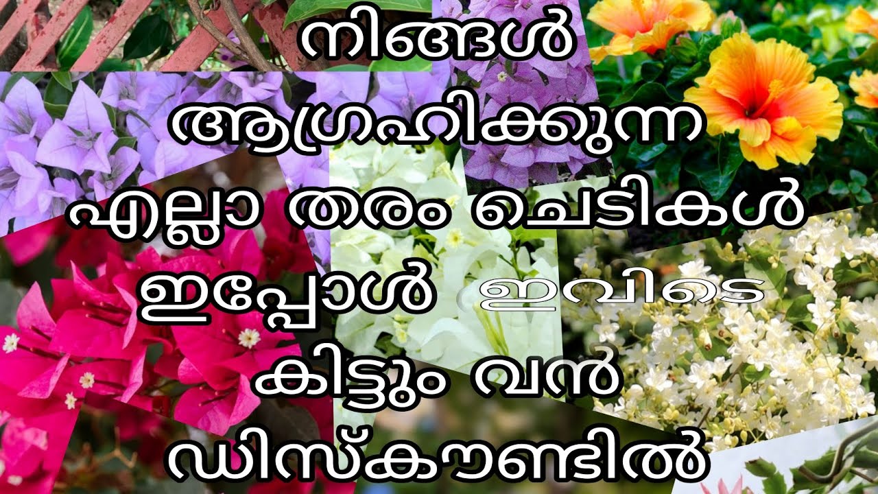 നിങ്ങൾ ആഗ്രഹിക്കുന്ന എല്ലാ തരം ചെടികൾ ഇപ്പോൾ ഇവിടെ കിട്ടും. വൻ ഡിസ്‌കൗണ്ടിൽ 🥰🥰😱😱😱😱🥰🥰🥰🥰🥳🥳🥳🥳🥰🥰