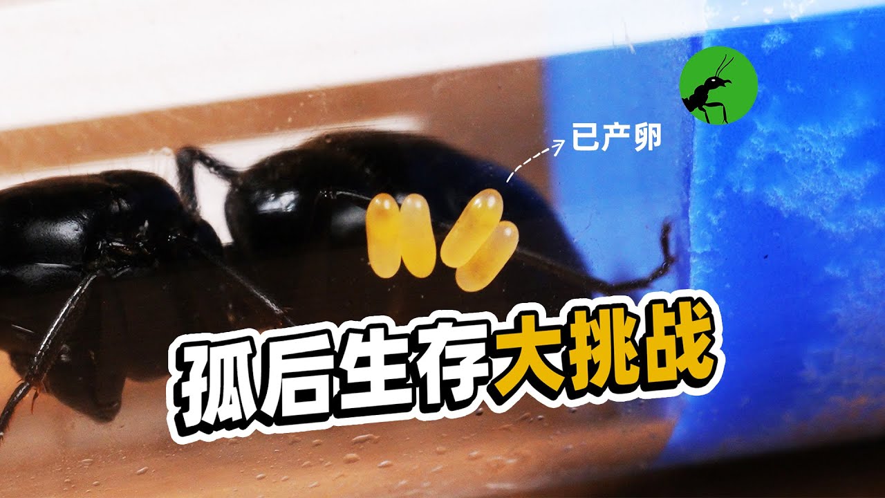 孤后生存实验！逆转弓背蚁的“生育停滞”
