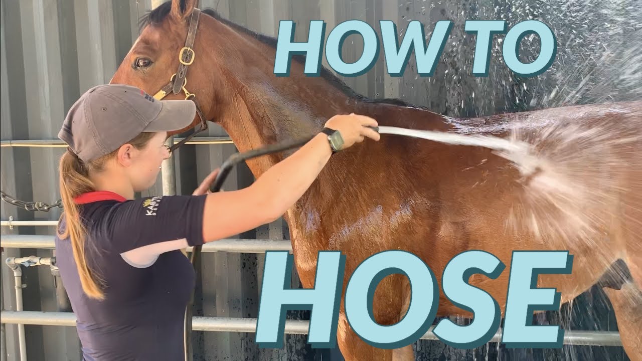 How To Hose Off Your Horse