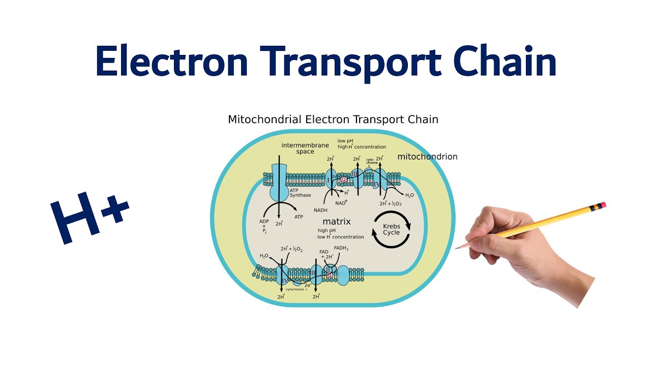 Electron Transport Chain | USMLE STEP, COMLEX, NCLEX