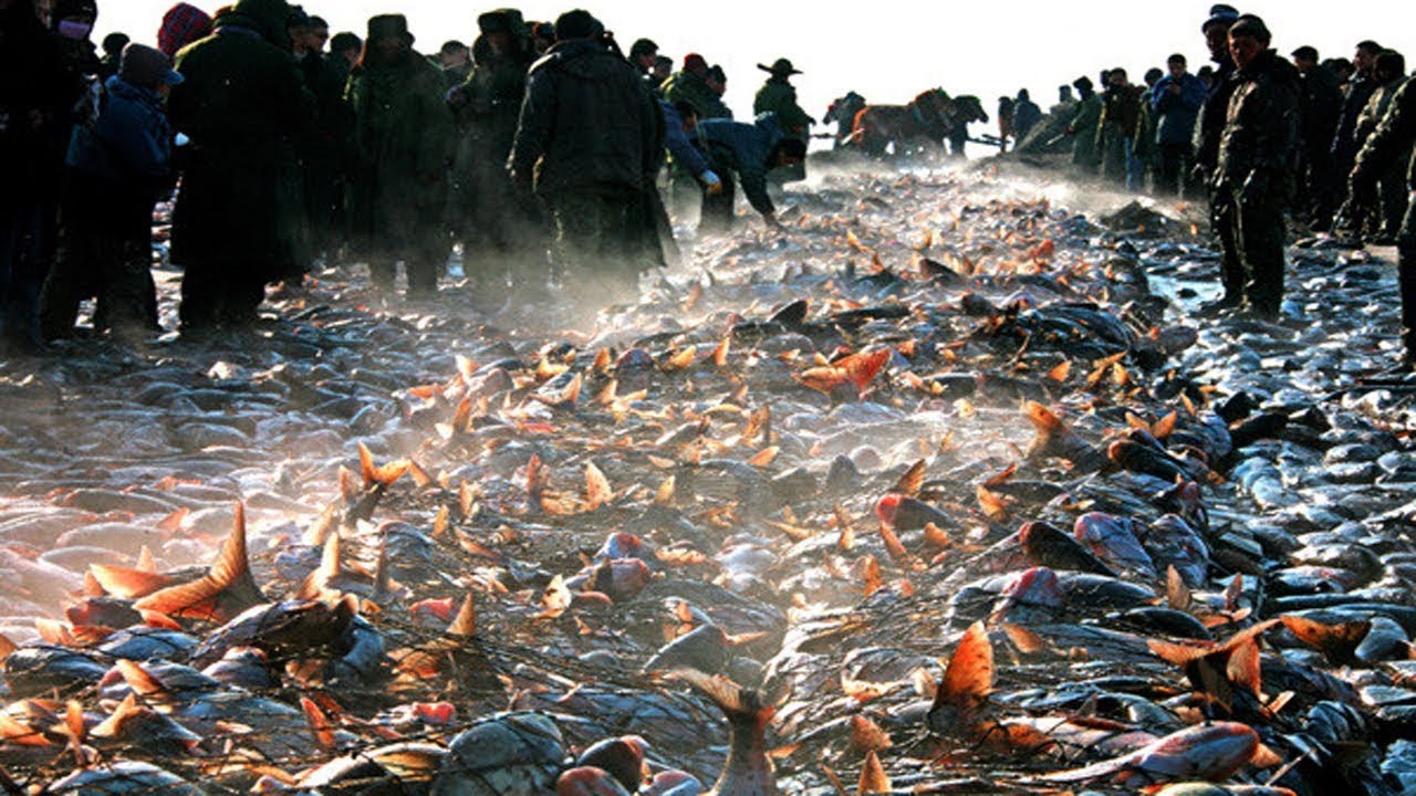Unbelievable Big Catch Net Fishing Under Ice River Catch A lot of Fish - Net Fishing under Ice