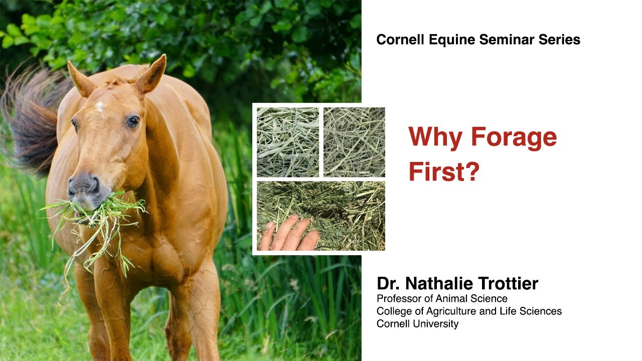 Why Forage First? (Cornell Equine Seminar Series, November 2022)