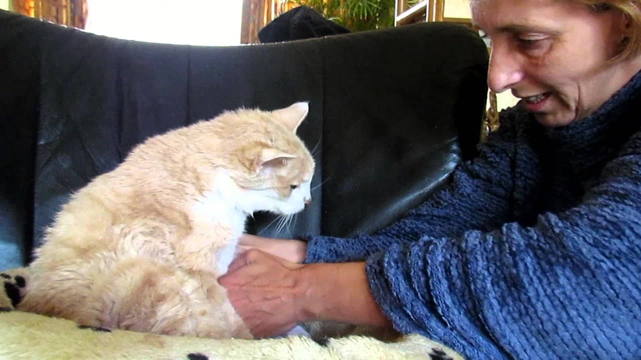 Giving my 18 year old cat Garfield 