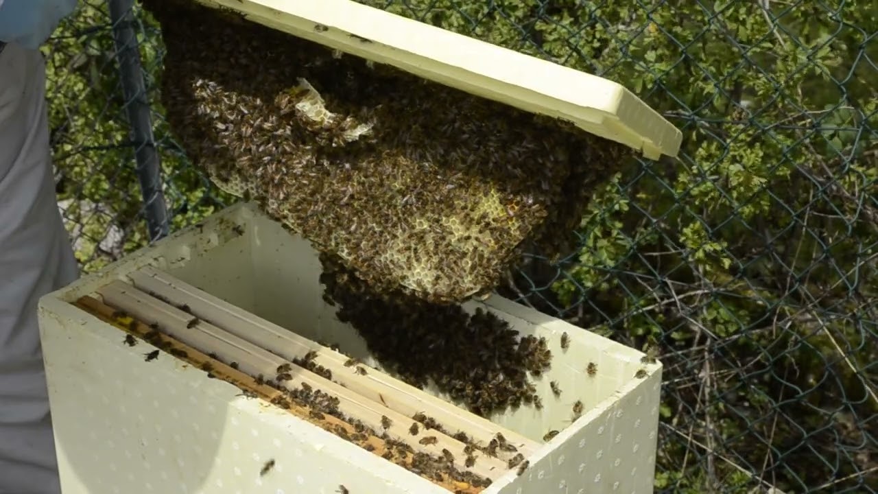 Les Fab'eilles S03-05 R3 : Construction anarchique dans la ruchette polystyrène