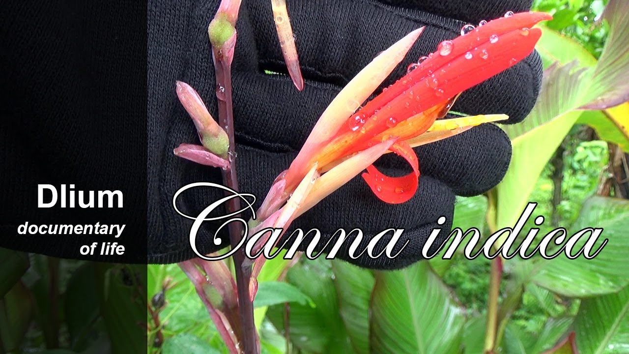 Indian shot (Canna indica) - part 1