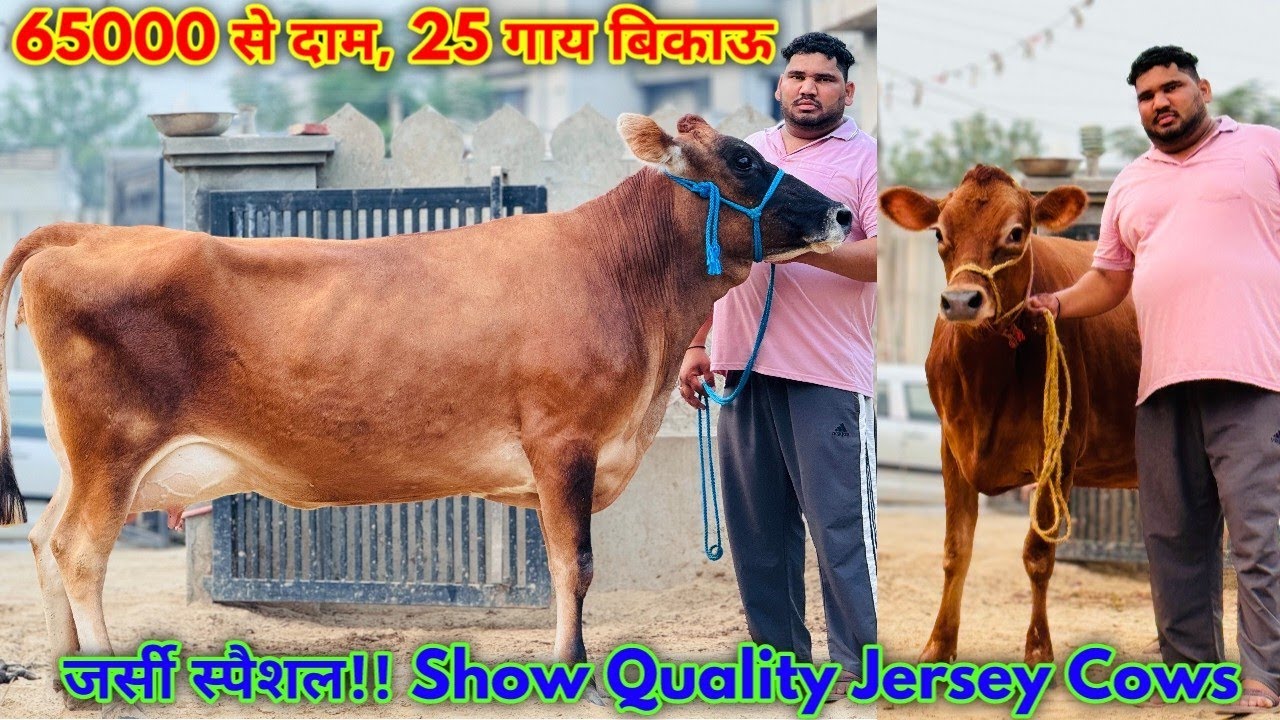जर्सी स्पैशल!! 25 गाय बिकाऊ। 65000 से दाम शुरू। Top Breed Jersey Cows For Sale in Punjab