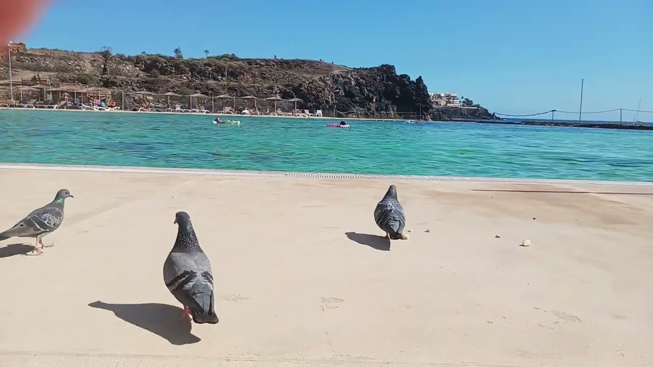 🇮🇨 Tenerife Pigeons, Pool, Ocean & Bread Crumbs | Тенерифе Голуби, бассейн, океан и крошки хлеба.