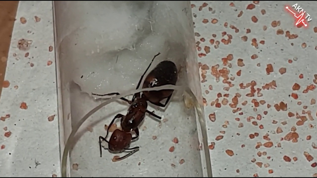 Camponotus Nicobarensis Koloni - Bakalim Koloni Ne Durumda