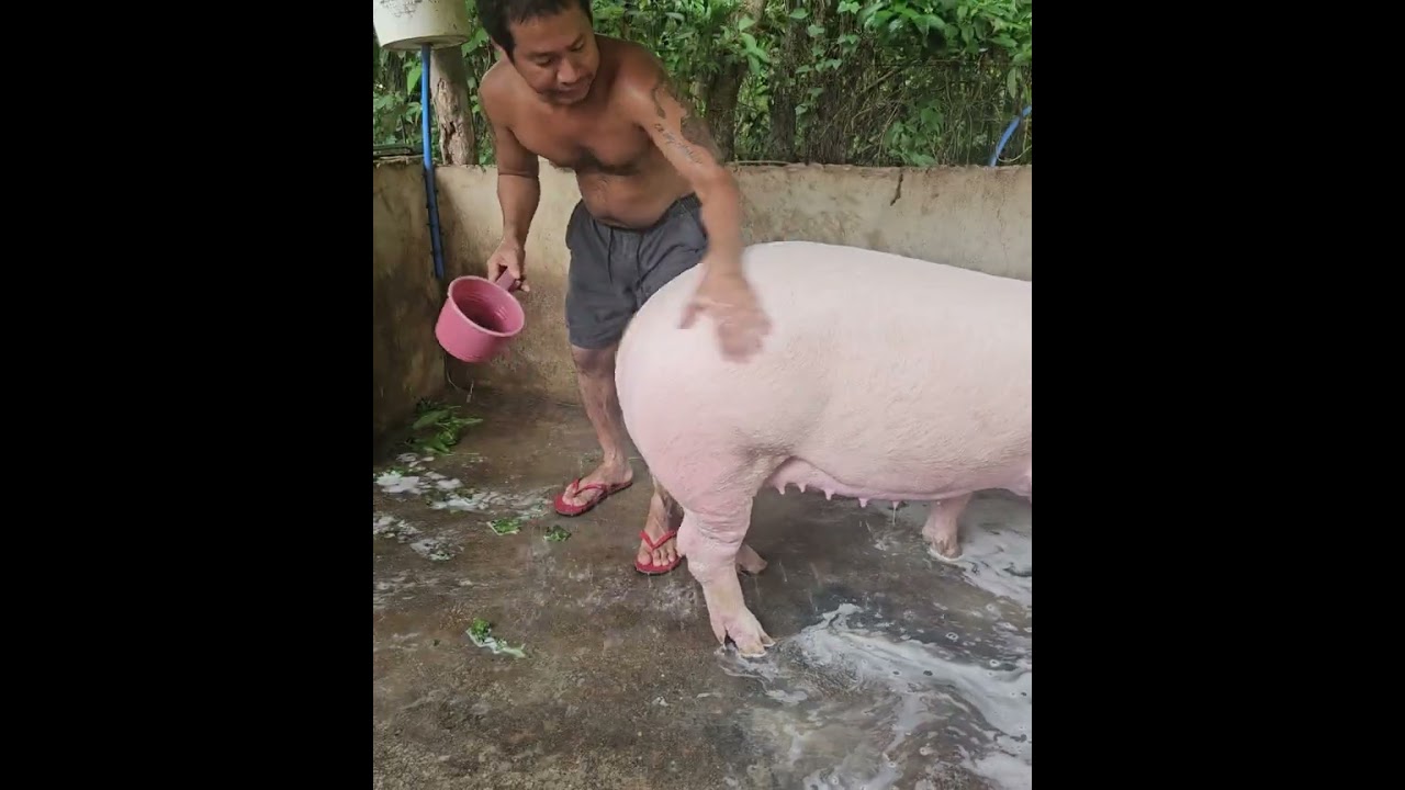 Wash time piggy #hastagvideo