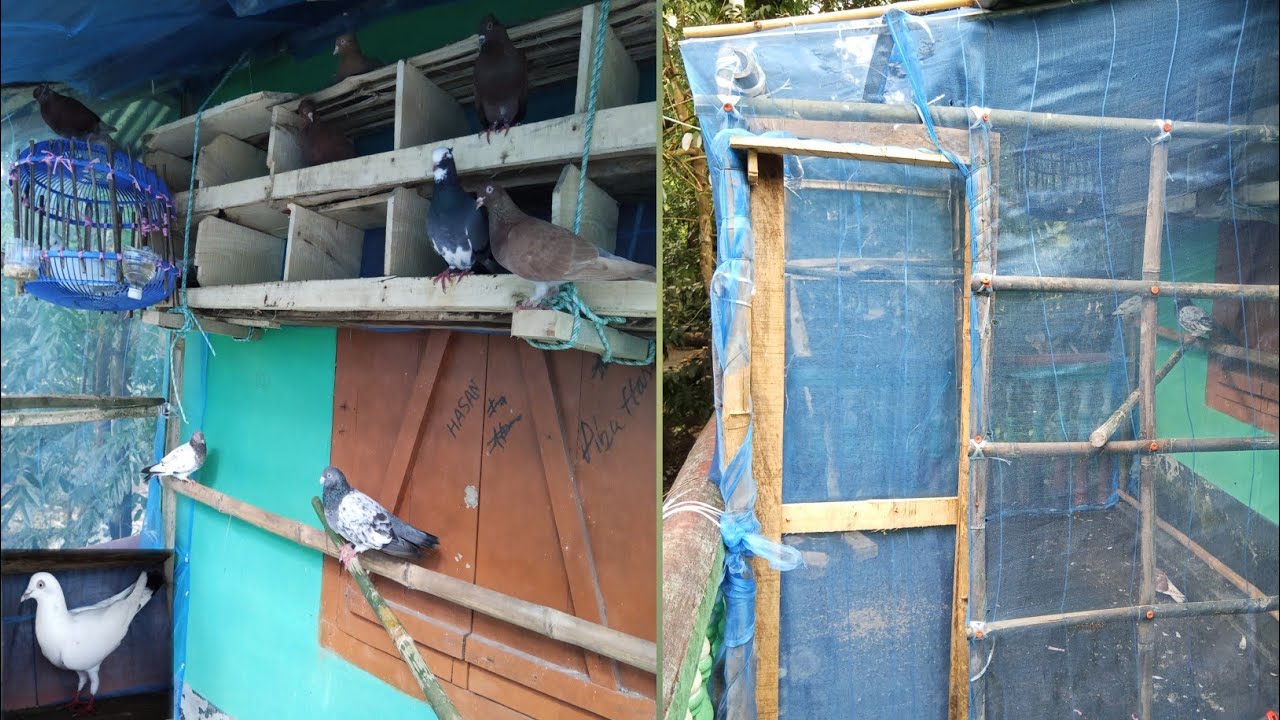অফিস ছাদে মাএ ৭০ টাকায় কবুতরের লফট বানানো🏚️🕊️১০০%