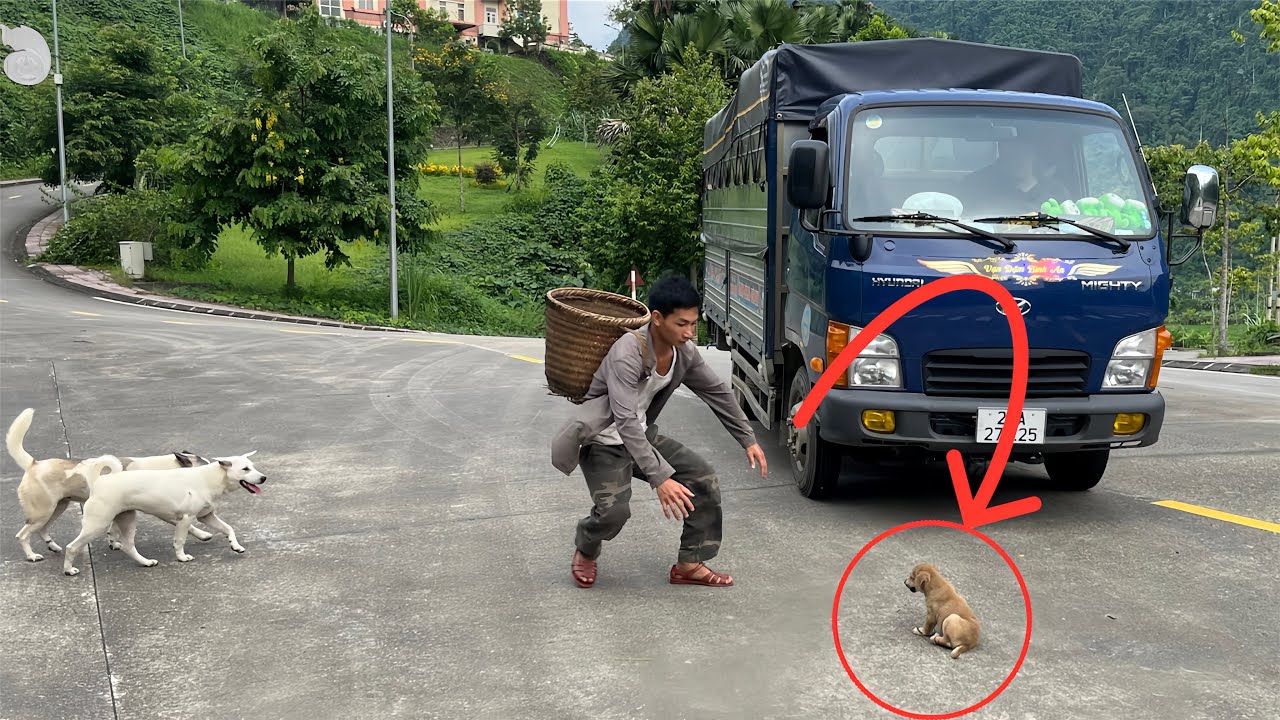 Harvesting Pineapples & Selling at Market | Finding an Abandoned Puppy on the Road