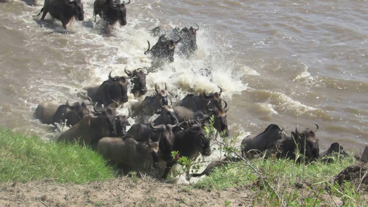 Mara crossing in the north Serengeti  including crocodile preying  a misfortuned gnu
