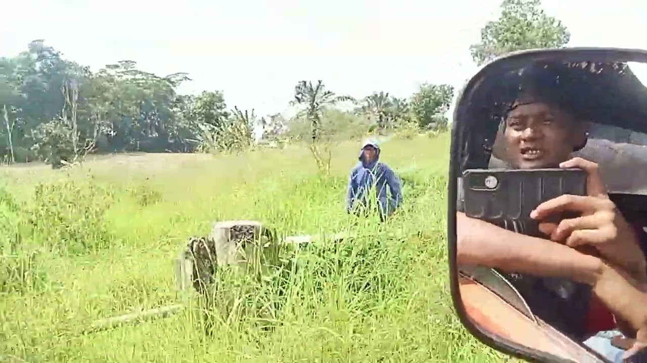 Cara kerja petani jagung panen tebas muat