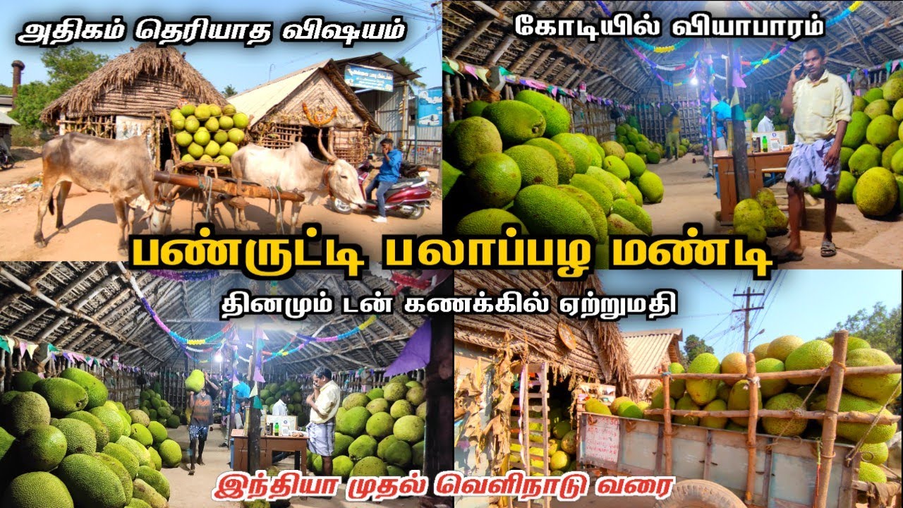 கோடிகளில் ஏற்றுமதி |பண்ருட்டி பலாப்பழ மண்டிகள் ❗️டன் கணக்கில் வெளிநாடு செல்லும்  panruti jackfruit