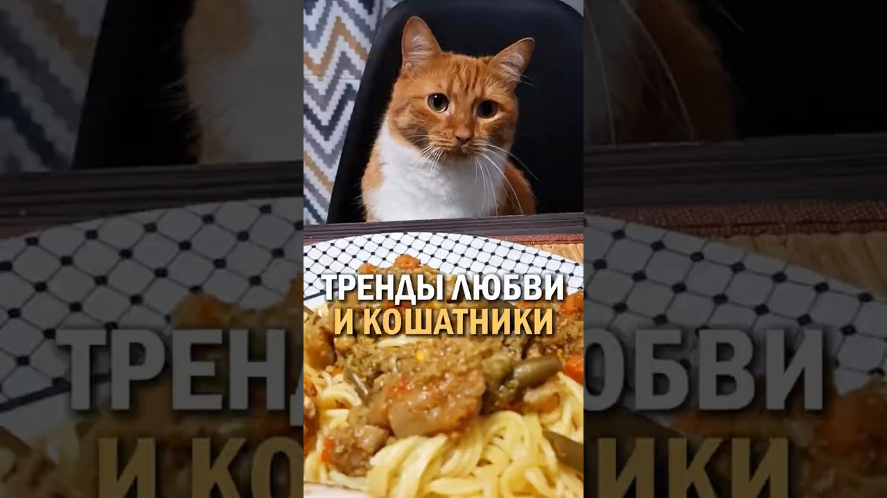Любовь и кошатники #котики