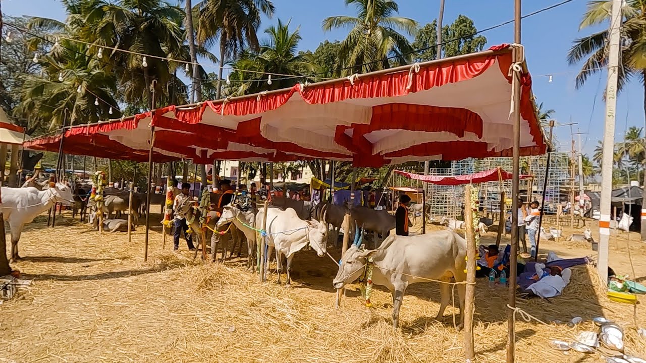 ಕಾಡುಕುಪ್ಪೆ ಊರಿನ ಹಳ್ಳಿಕಾರ್ ಚಪ್ಪರ ಹಾಗೂ ಎತ್ತುಗಳು