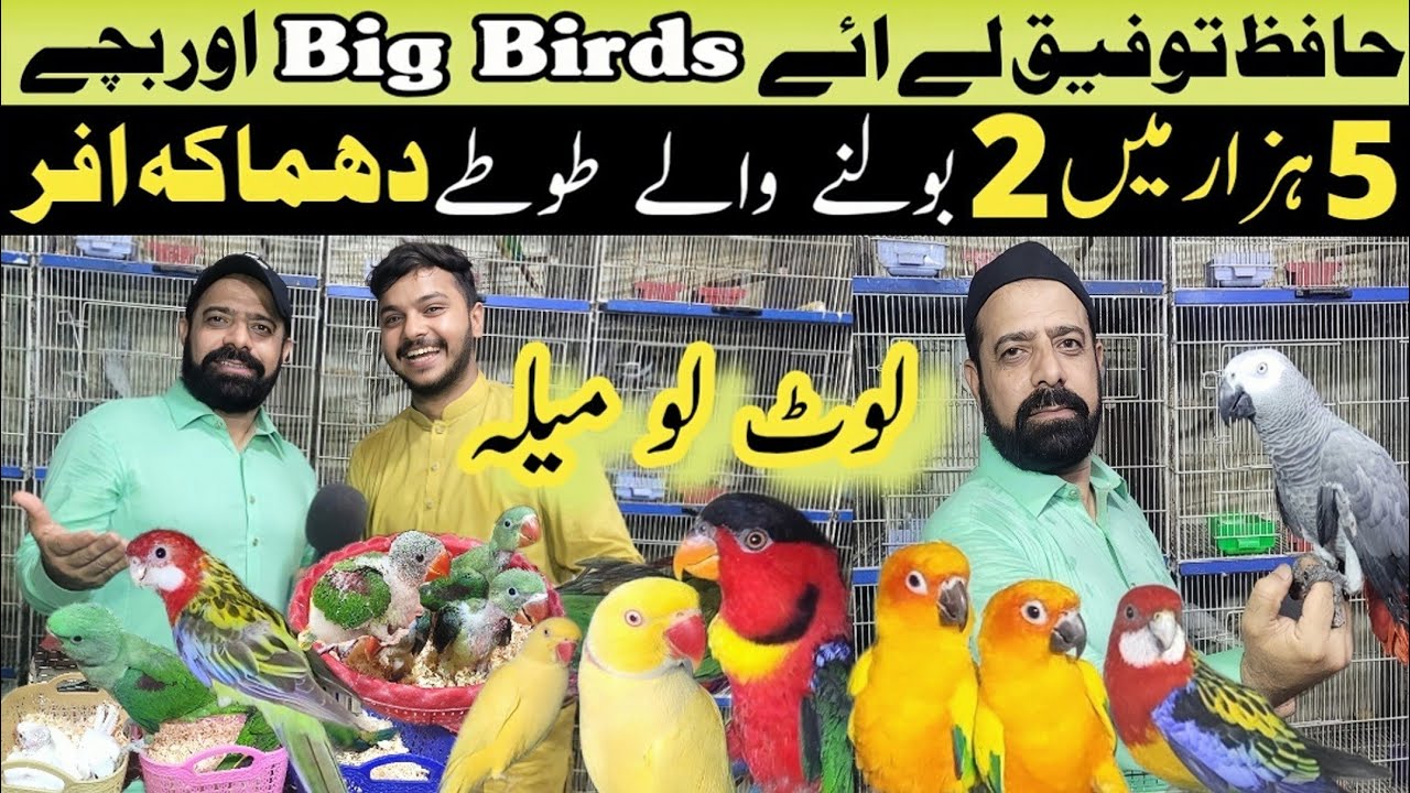 Hafiz Taufeeq big birds | birds farming in pakistan