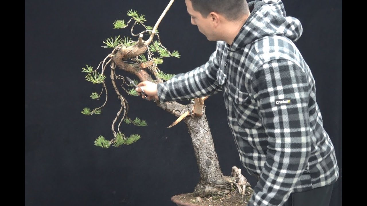 First styling of a Pinus sylvestris field grown material (Dutch)