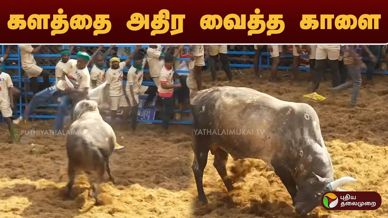 Alanganallur Jallikattu | களத்தை அதிர வைத்த காளை | Madurai Alanganallur Jallikattu