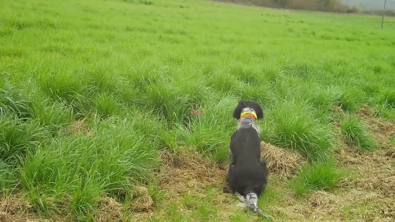 PARTE 3_Pernici con i Setter Inglesi_7 mar 2026