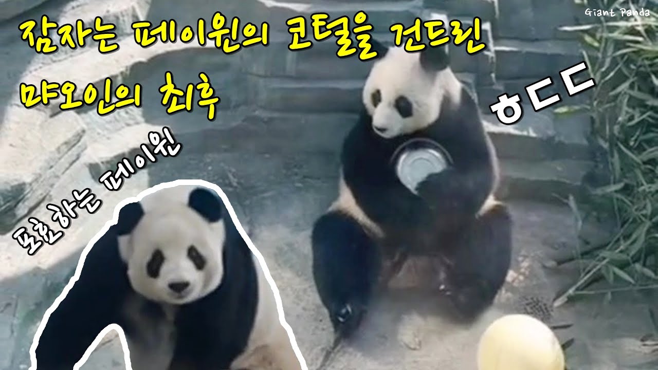 푸바오 이모 페이윈🐼판다 싸움짱 심기를 건드린 먀오인의 최후😍이뻐이뻐 아이바오 이복자매 언니들