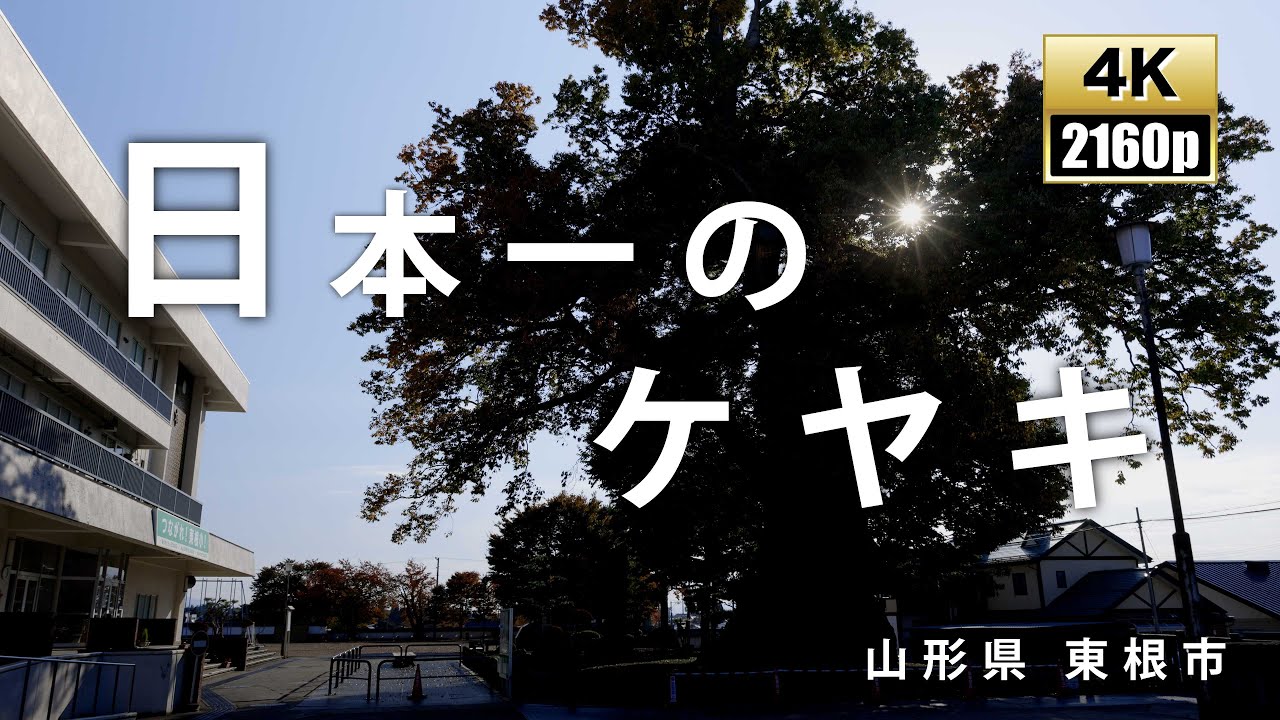 日本一の大ケヤキ　「東根の大ケヤキ」　山形県東根市　　日本三大ケヤキ