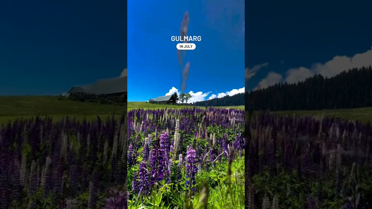 📍Gulmarg in July 🌴🍃🐴 #shorts #kashmir