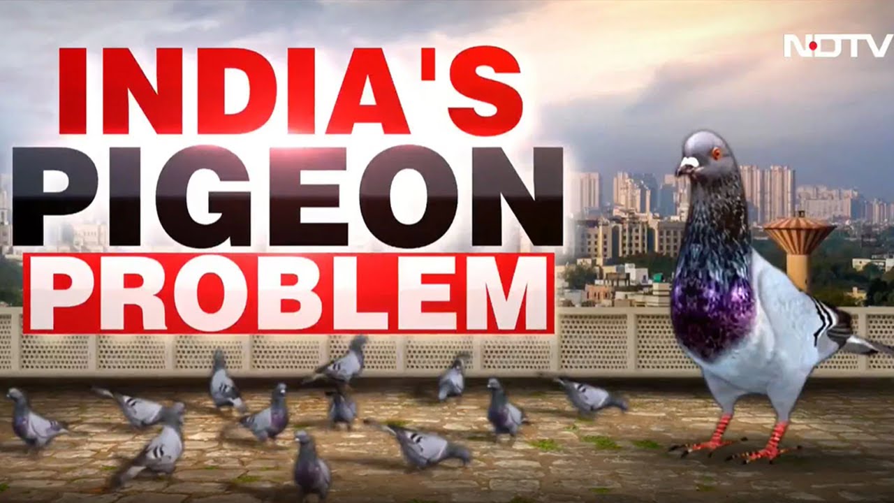 Pigeon Row | Protest vs Protest Over Pigeon Row In Mumbai: Marathi & Jain Groups Face-Off