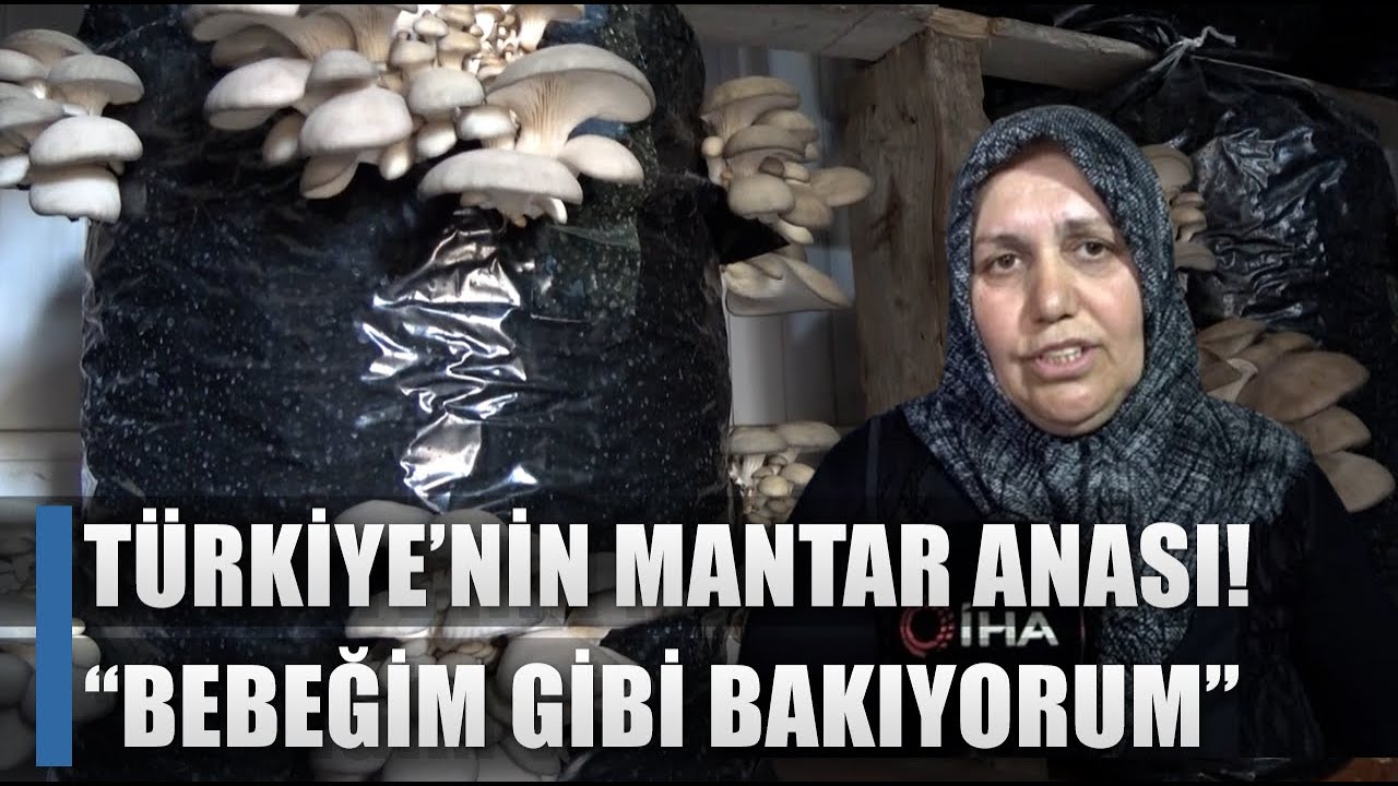 O Türkiye'nin Mantar Anası! 5 Metrekare 100 KG Üretim! / AGRO TV HABER
