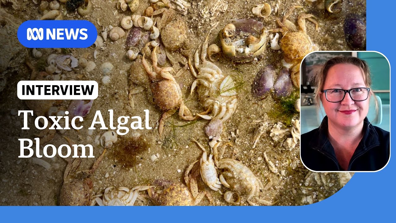 Bleeding, rashes, suffocation: How SA's algal bloom kills marine life | ABC NEWS
