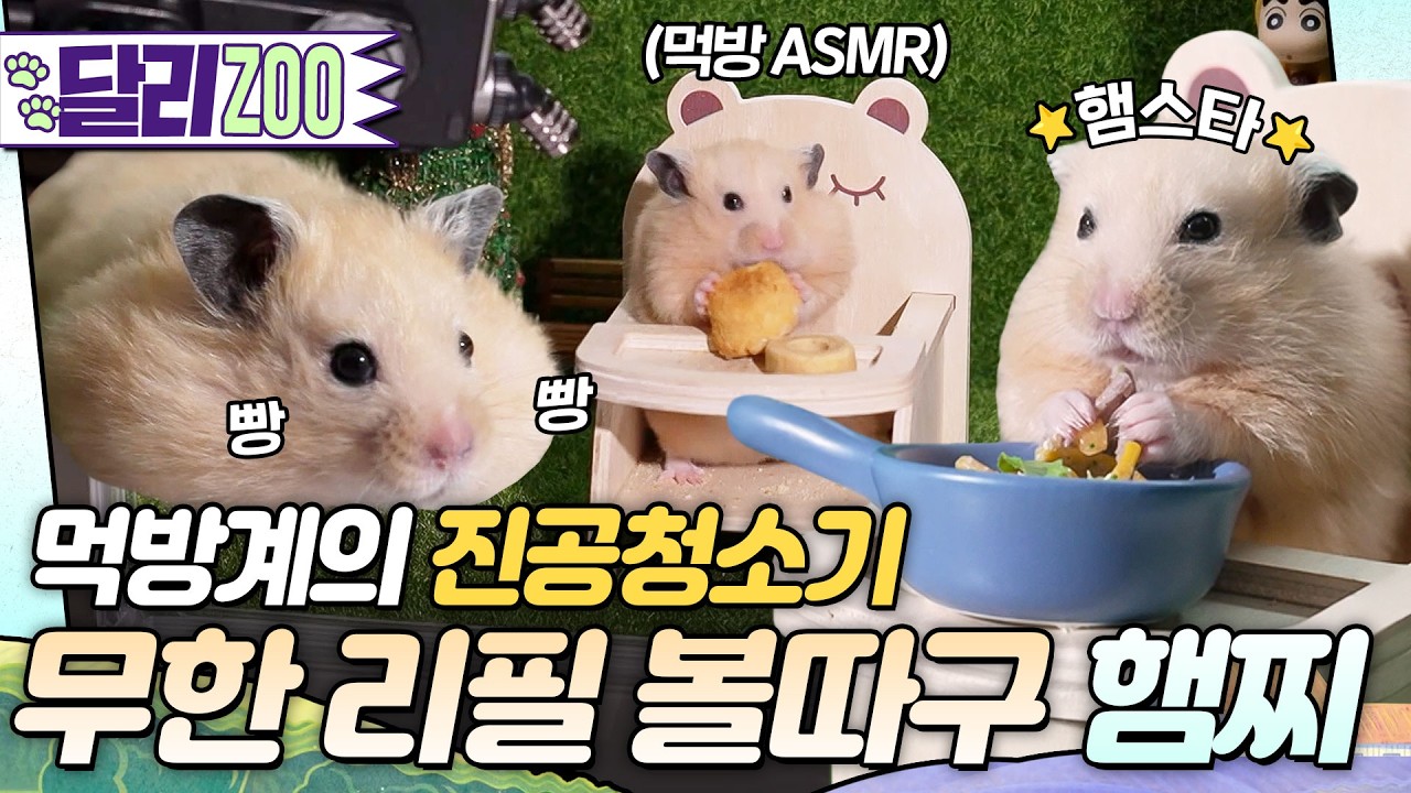 [🐕#달리ZOO] 다이어트가 뭐죠? 숨도 안 쉬고 간식 순삭하는 먹짱 햄스터🐹 #달리 #DALI