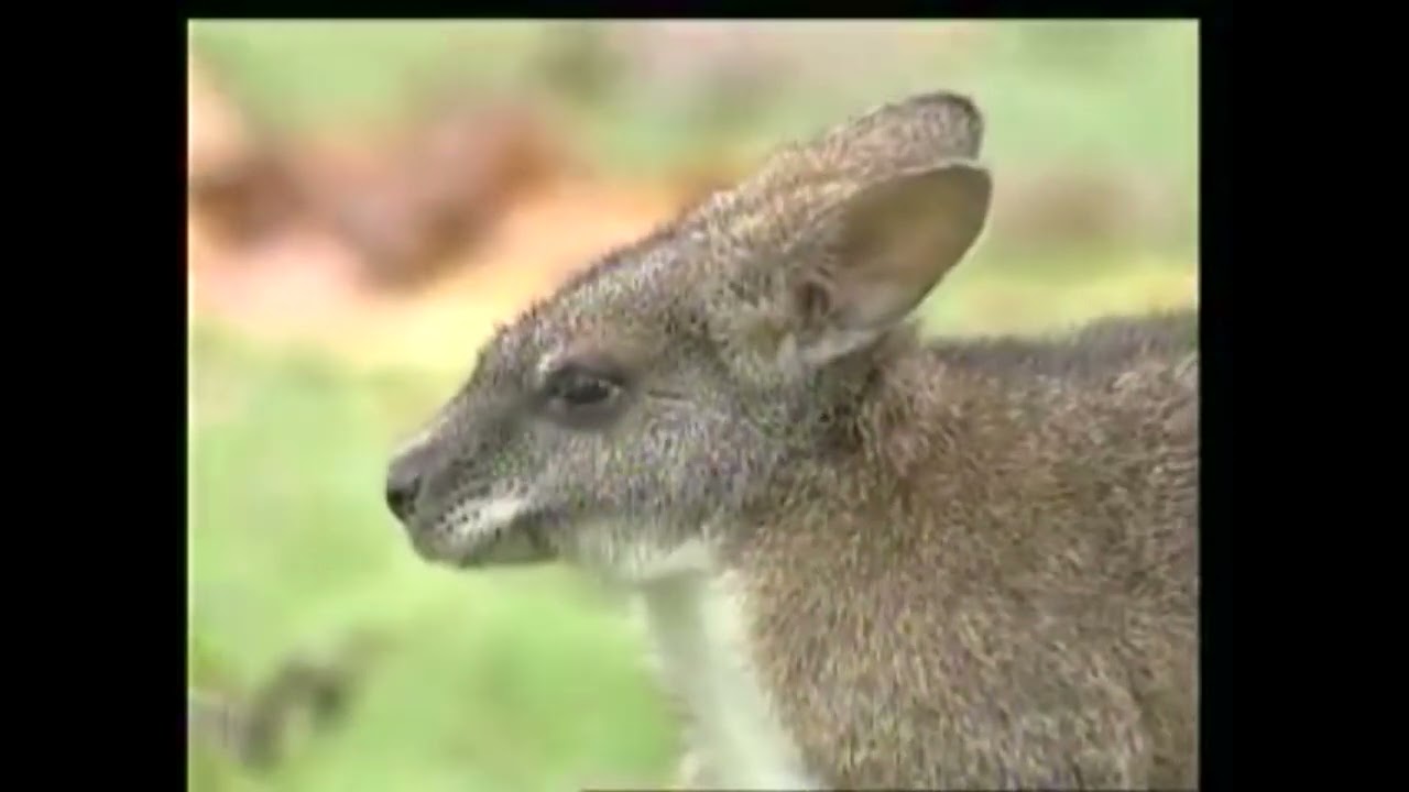 Notamacropus(Macropus) parma - Кенгуру Парма - Рarma wallaby