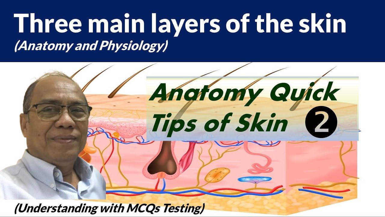 Part 2 MCQs | Three Layers of the Skin