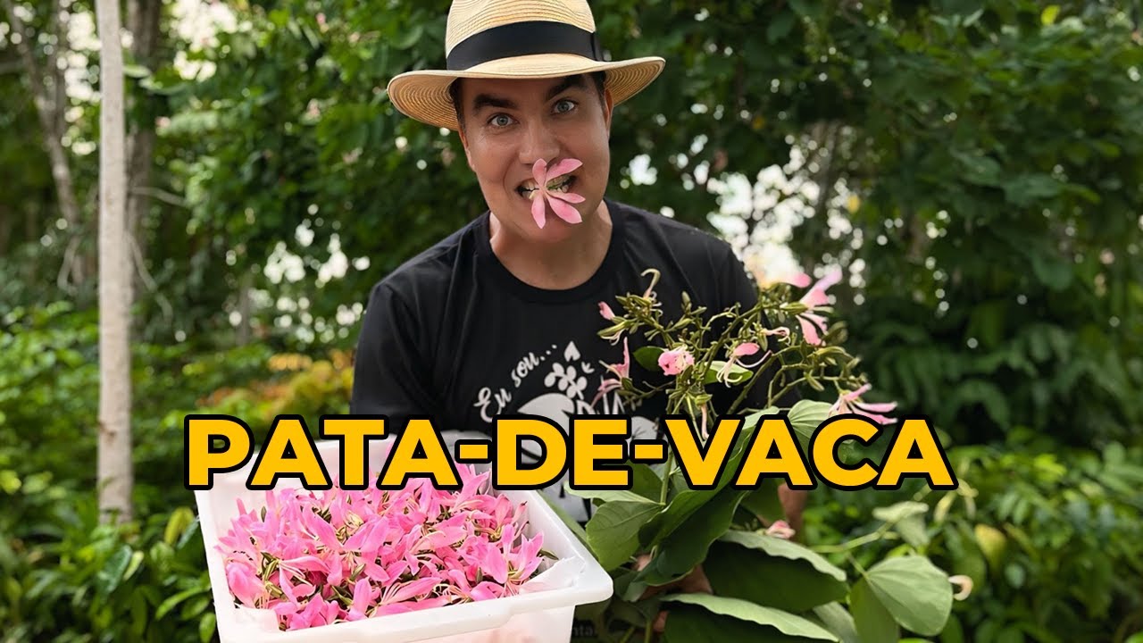 BAUHINIA PURPUREA: UMA PANC MEDICINAL PODEROSA! - Sítio Panc