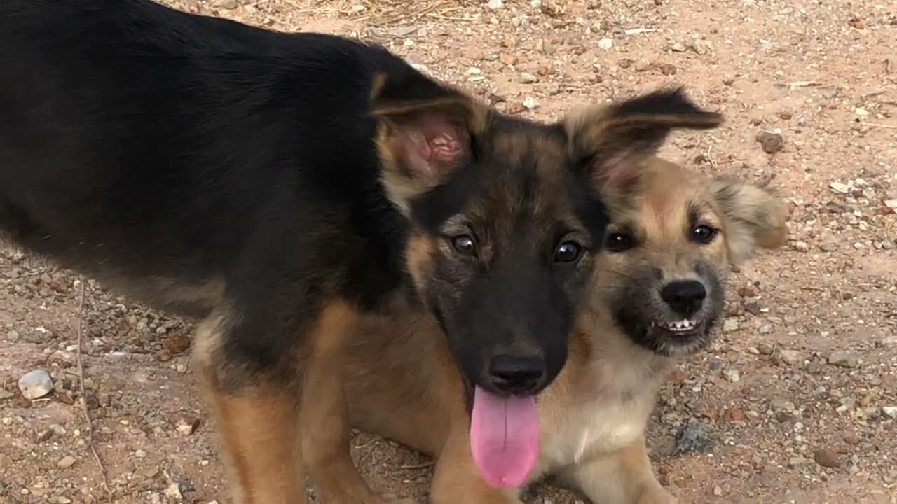 Dogs Life In The Morning In Cambodia