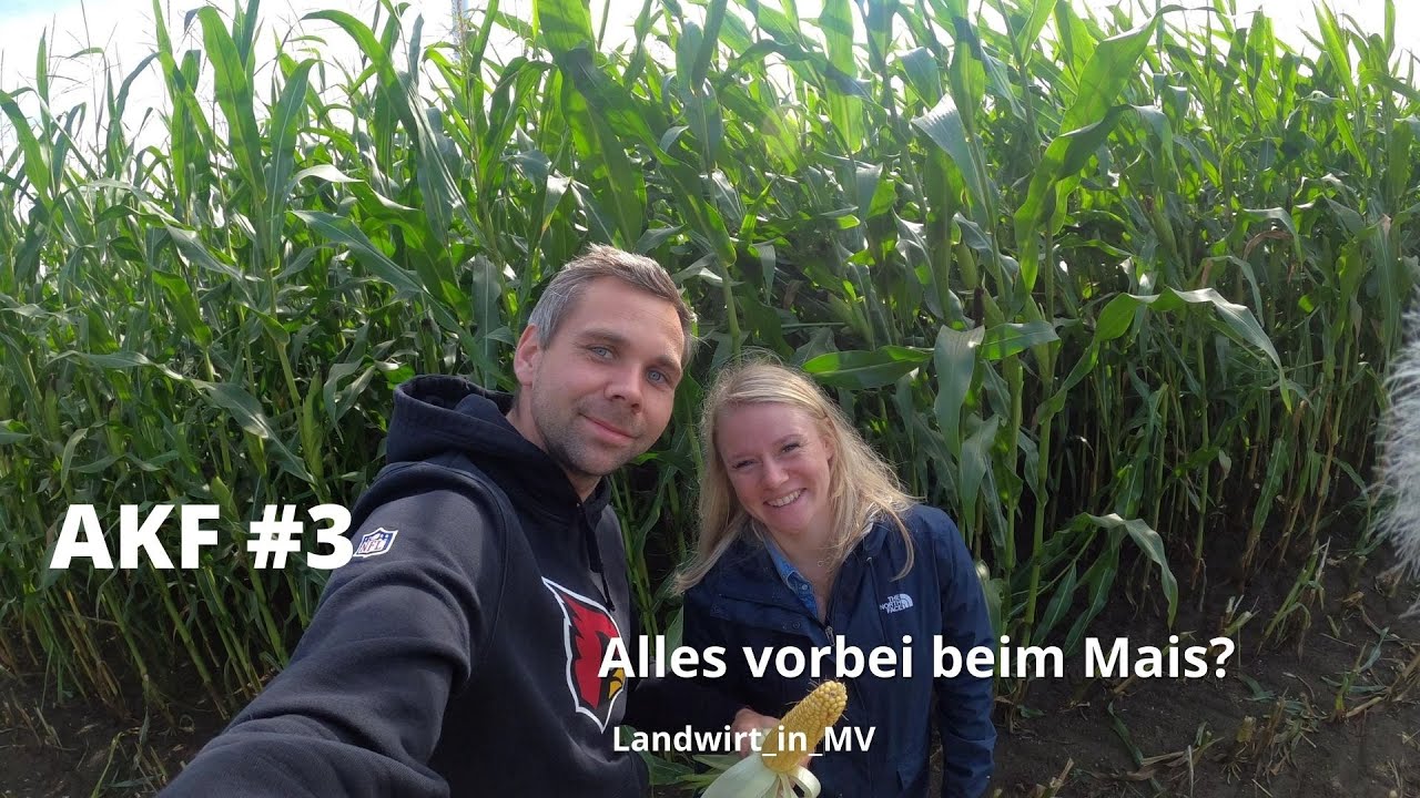 AKF #3 Mais, Sonnenblumen, Luzerne Vorbereitung, Weizenstoppeln