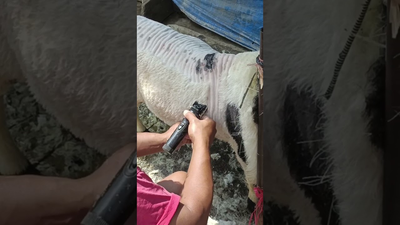 pemangk4san bulu domba g4rut #shorts #fypシ #bulesunda