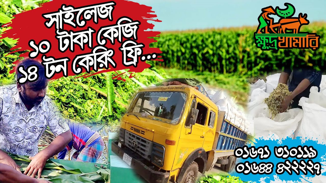 মাত্র ১০ টাকায় ভুট্টার সাইলেজ। সাইলেজ খাওয়ান খামারের মাইলেজ বাড়ান। ভুট্টা থাকবে ২০% +