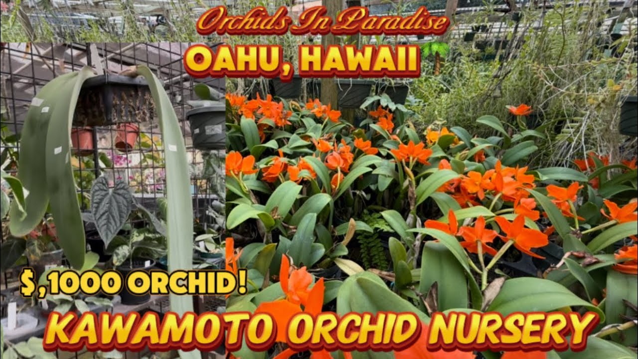 Kawamoto Orchid Nursery has beautiful and rare orchids! Even one that cost $1000! 💰