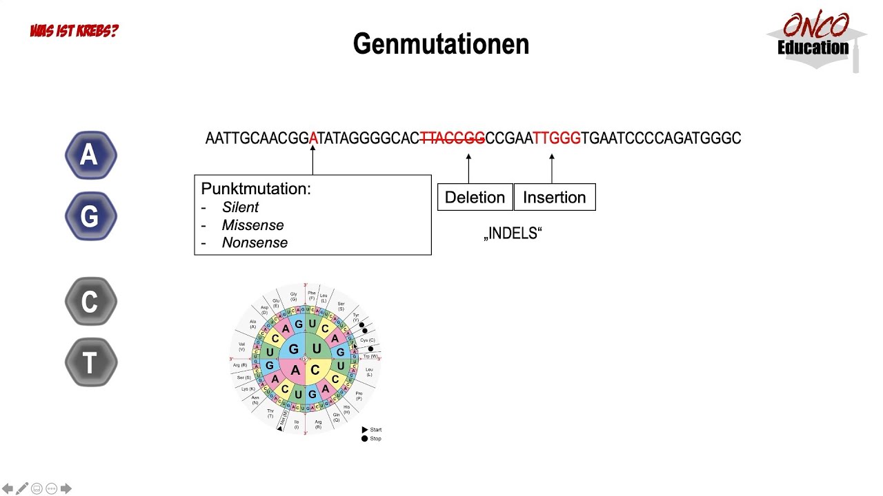 Genetische Grundlagen - Mutationen 2