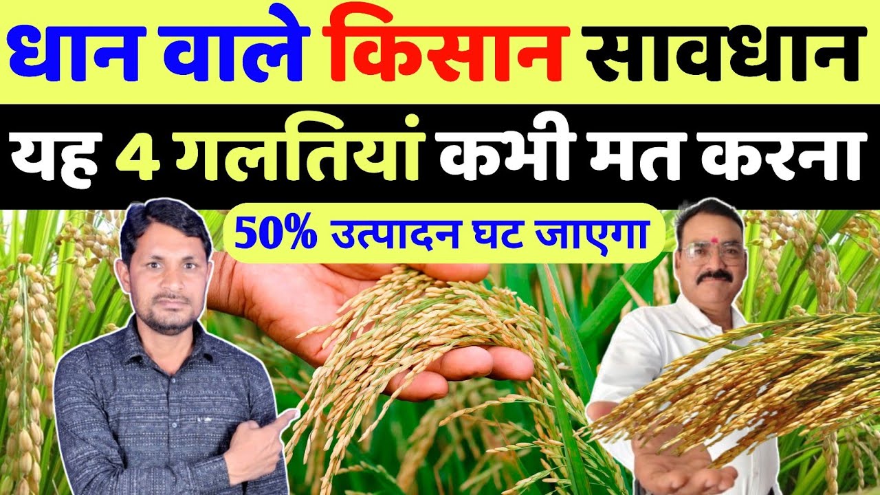 धान में बालियों के समय 4 जरूरी सावधानी नहीं तो उत्पादन आधा ही मिलेगा | dhan ka utpadan kaise badhaye