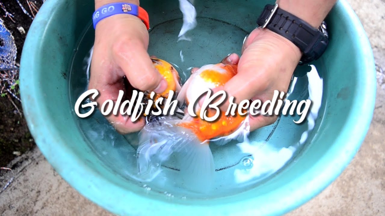 Goldfish Breeding by Experience