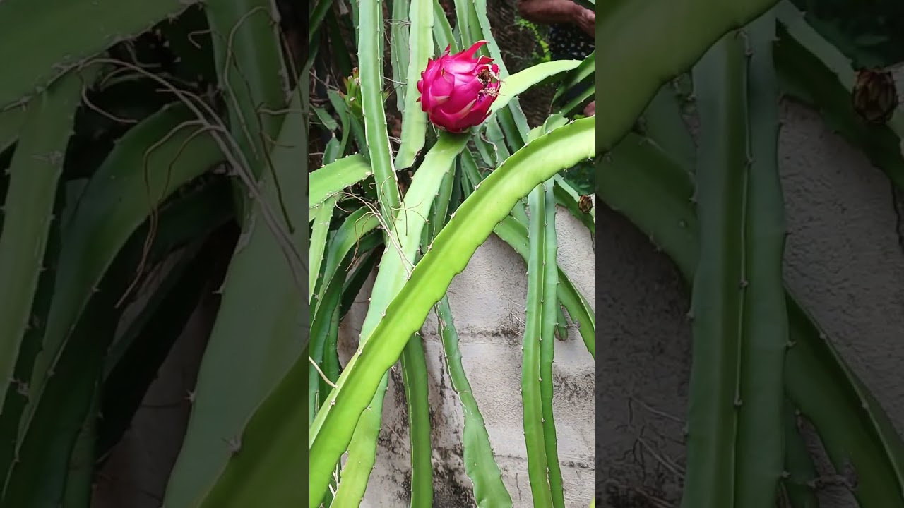Colheita das pitaias #fruta #pitaia #natureza #colheita
